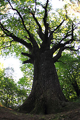 Image showing old oak tree