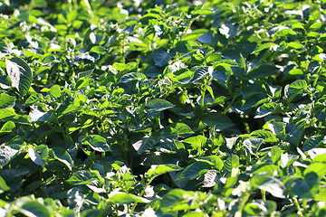 Image showing potatoes plants