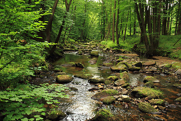 Image showing river in the spring forest