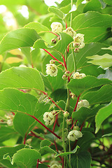 Image showing kiwi flowers