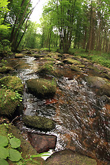 Image showing river in the spring forest