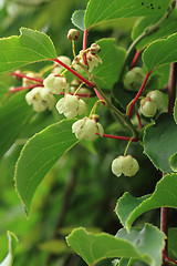 Image showing kiwi flowers