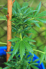 Image showing marijuana plant