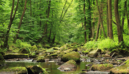 Image showing river in the spring forest