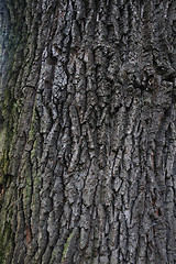 Image showing oak bark texture