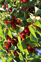 Image showing cherry fruits tree 