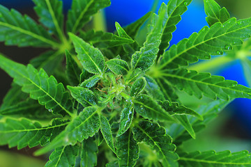 Image showing marijuana plant