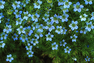 Image showing blue flowers background