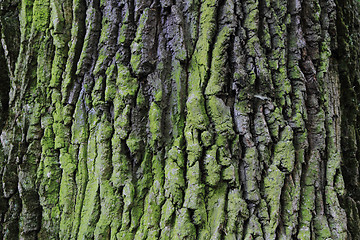 Image showing oak bark texture