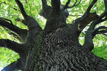 Image showing old oak tree