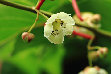Image showing kiwi flowers