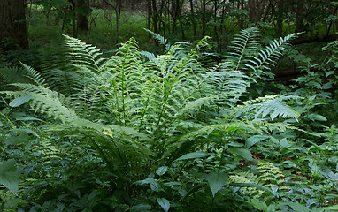 Image showing Large fern bunch in summer forest