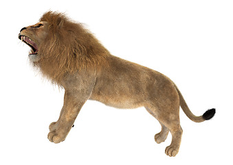 Image showing Male Lion