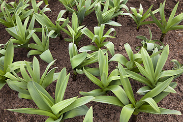 Image showing large garlic  