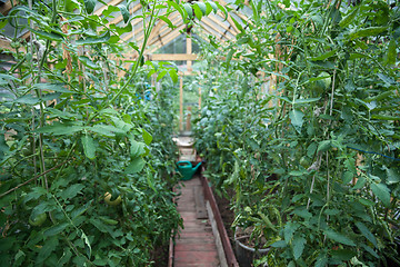 Image showing Vegetable greenhouse