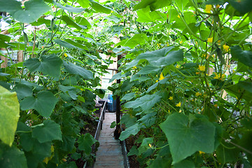 Image showing Vegetable greenhouse