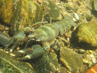 Image showing river blue cancer in water