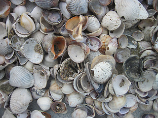 Image showing sea shells background