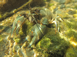 Image showing river blue cancer in water