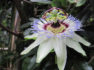 Image showing flower from passion fruit plant 