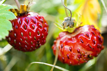 Image showing Wild strawberry macro