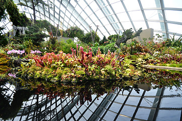 Image showing Cloud Forest at Gardens by the Bay in Singapore