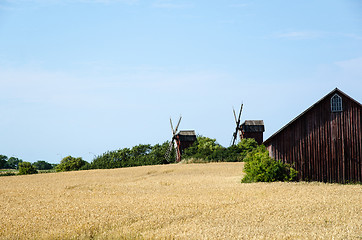 Image showing Grain field with windmills