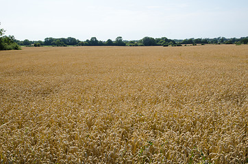 Image showing Grain field