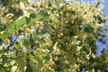 Image showing basswood flowers background