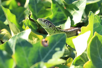 Image showing green lizard