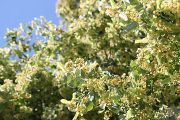 Image showing basswood flowers background