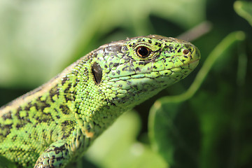 Image showing green lizard