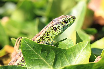 Image showing green lizard