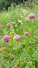 Image showing Clover flowers on the field