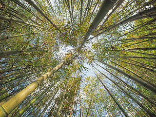 Image showing Bamboo tree