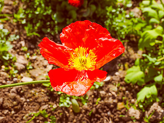 Image showing Retro look Papaver flower