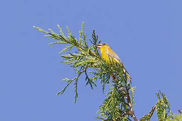 Image showing European Greenfinch (Carduelis chloris)