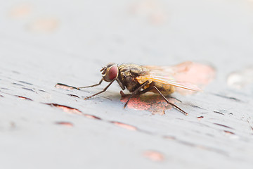 Image showing Fly sitting on some old paintwork