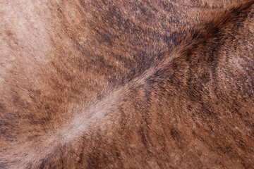 Image showing Brown textured cowhide