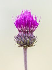 Image showing Thistle flower isolated