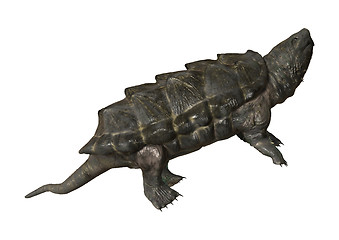 Image showing Alligator Snapping Turtle