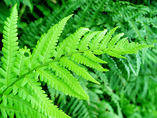 Image showing fern