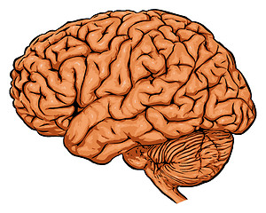 Image showing brain