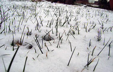 Image showing snow and grass