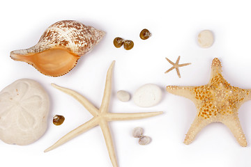 Image showing Sea shell and star fish