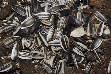 Image showing sunflower seeds