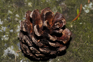 Image showing pine cone