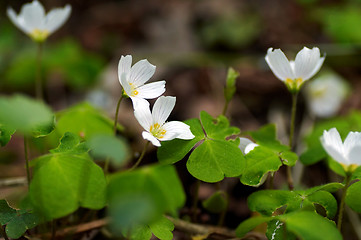 Image showing common wood sorrel