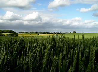 Image showing fertile ground