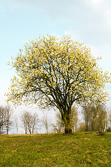 Image showing tree in summer